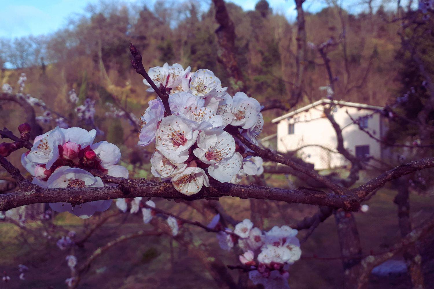 A'Loro B&B แตร์รานูโอวา บราชโชลีนี ภายนอก รูปภาพ